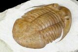 Asaphus Platyurus Trilobite - Russia #178191-3